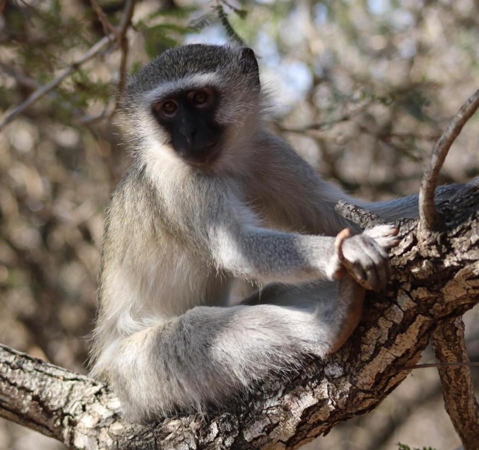 Bush And Gables Alojamento de Turismo Selvagem Marloth Park