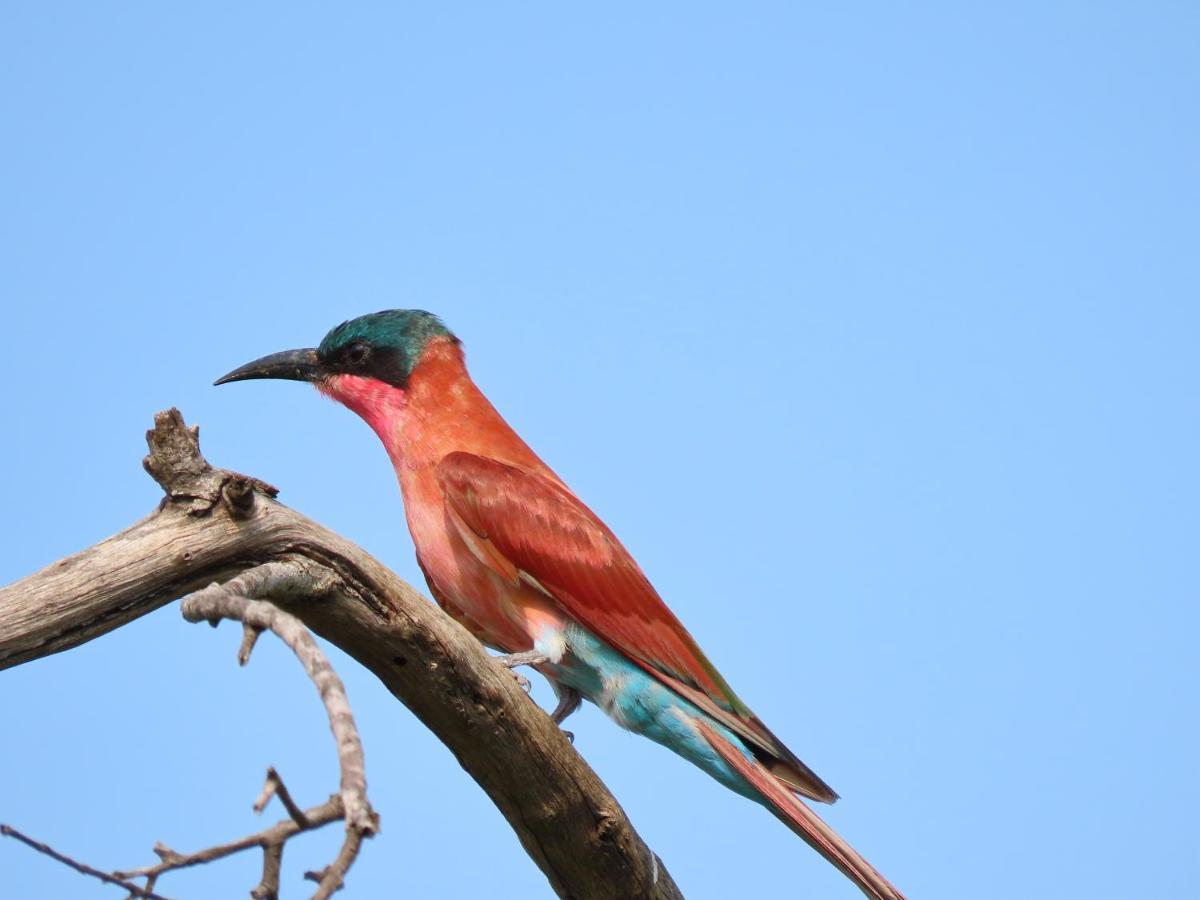 Alojamento de Turismo Selvagem Bush And Gables Marloth Park