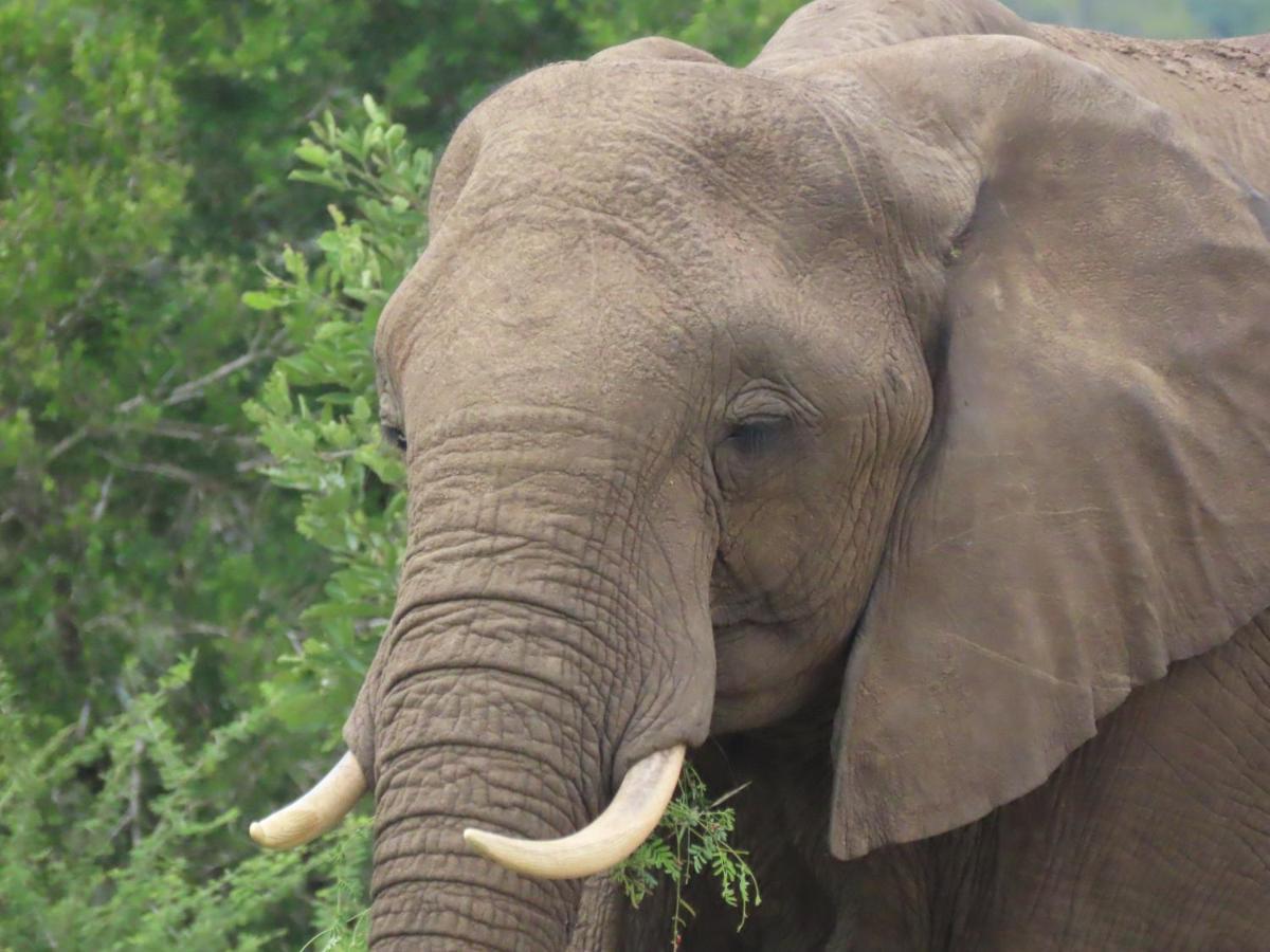 Alojamento de Turismo Selvagem Bush And Gables Marloth Park
