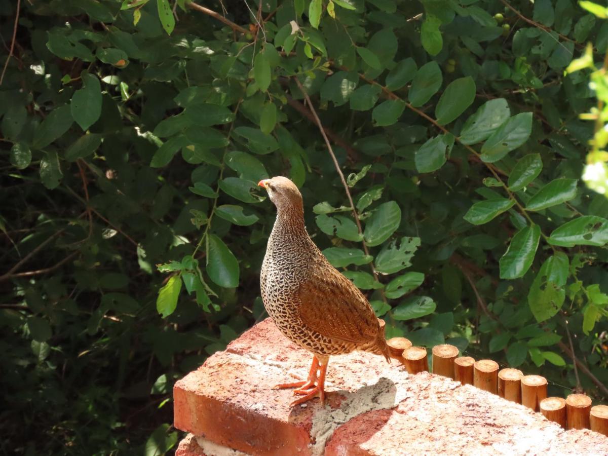 Alojamento de Turismo Selvagem Bush And Gables Marloth Park