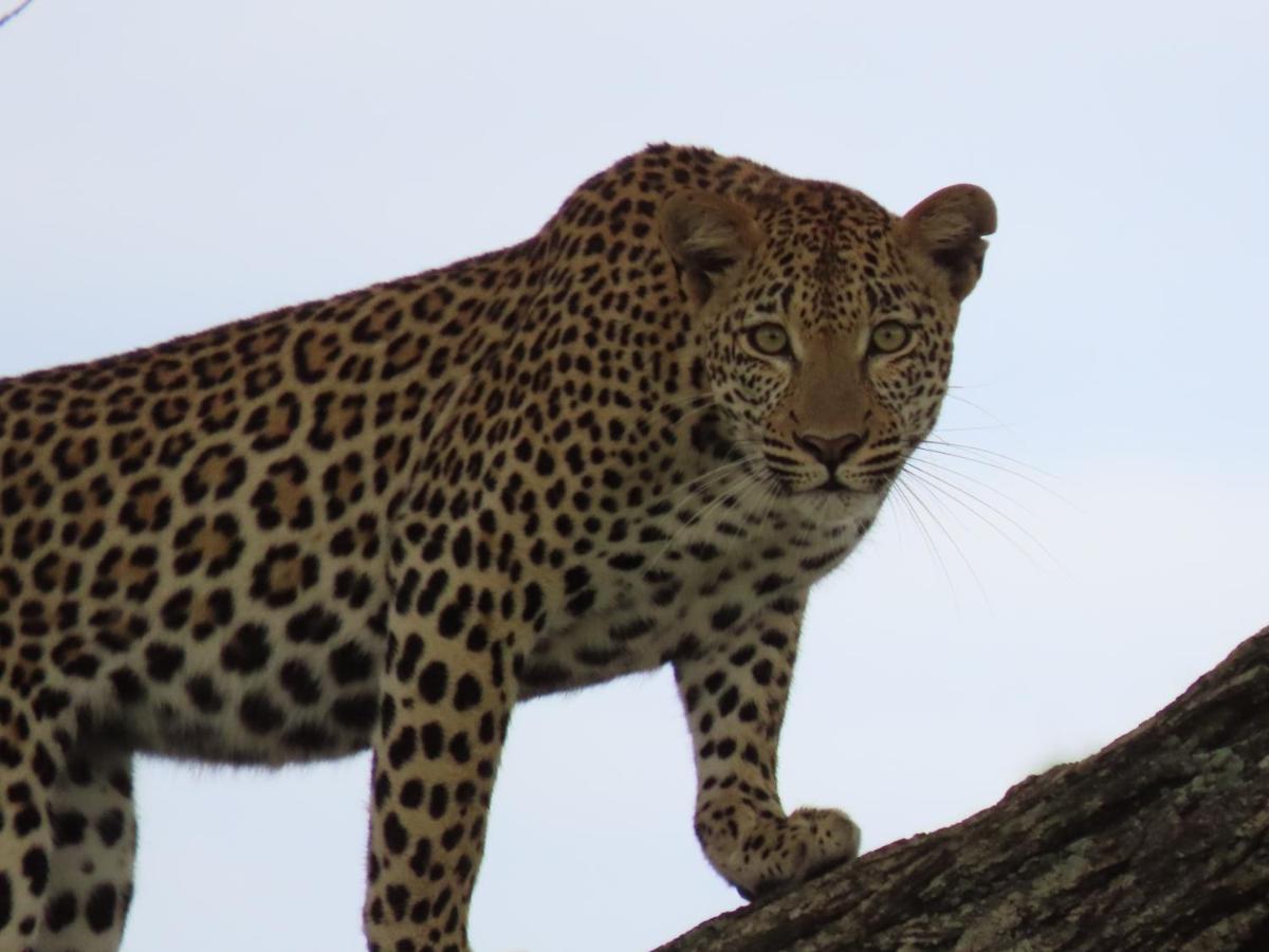 Alojamento de Turismo Selvagem Bush And Gables Marloth Park